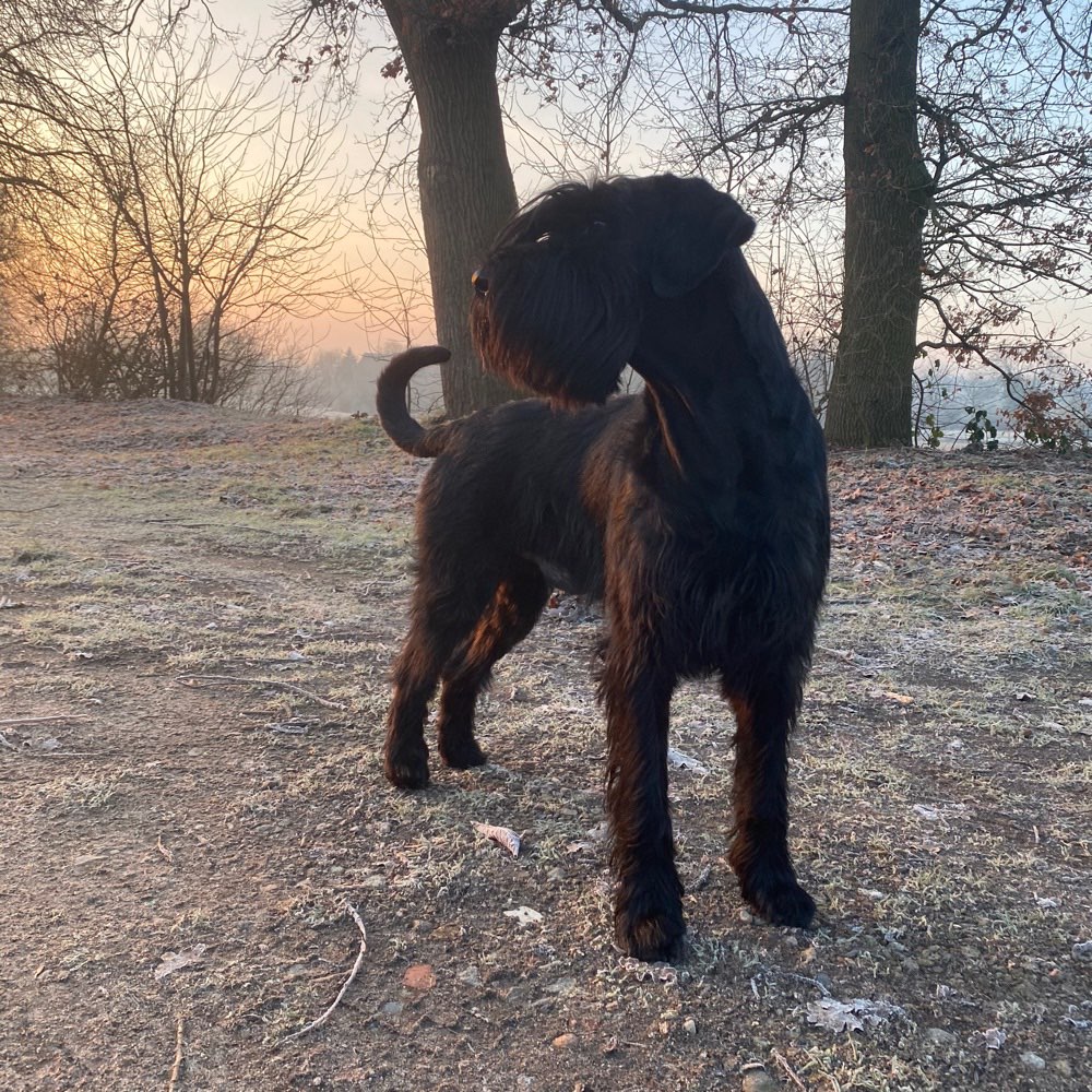 Hundetreffen-Social Walk-Profilbild