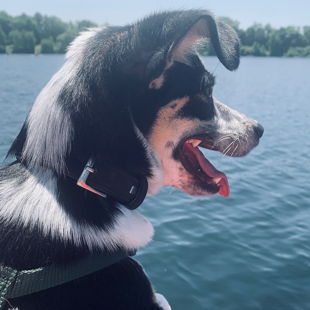 Hundetreffen-Spielegruppe-Profilbild