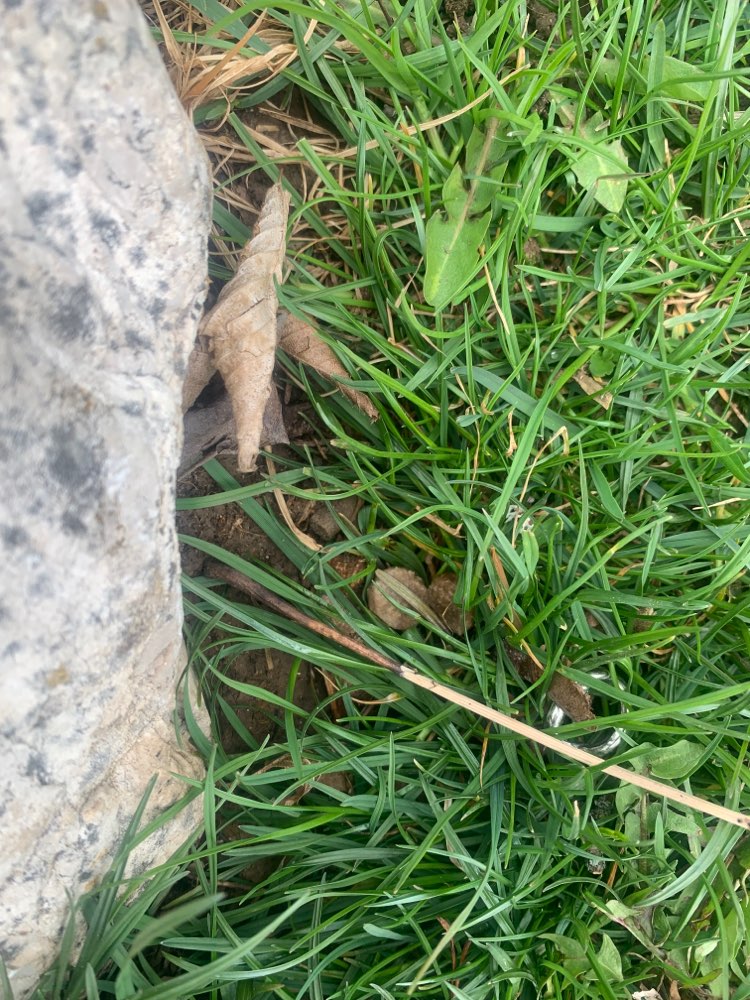 Giftköder-Vermutliche Giftköder im Rasen versteckt-Profilbild