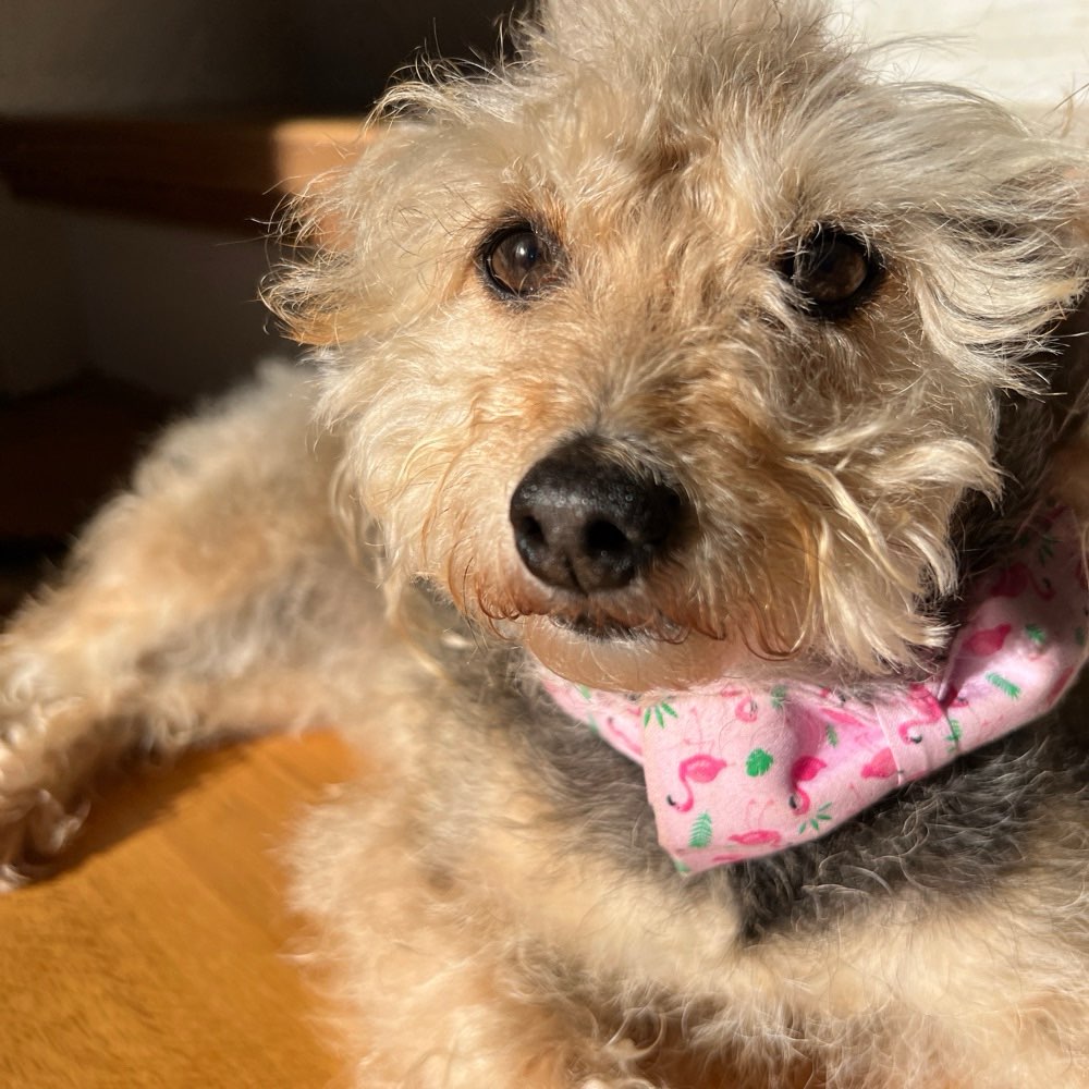 Hundetreffen-Schnüffelrunde-Profilbild