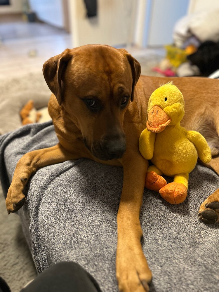 Hundetreffen-Wir sind auf der Suche nach Spielpartnern-Profilbild