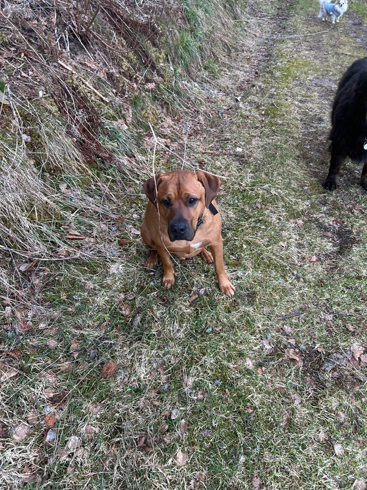 Hundetreffen-Spielrunde für meinen aktiven Rüden-Profilbild