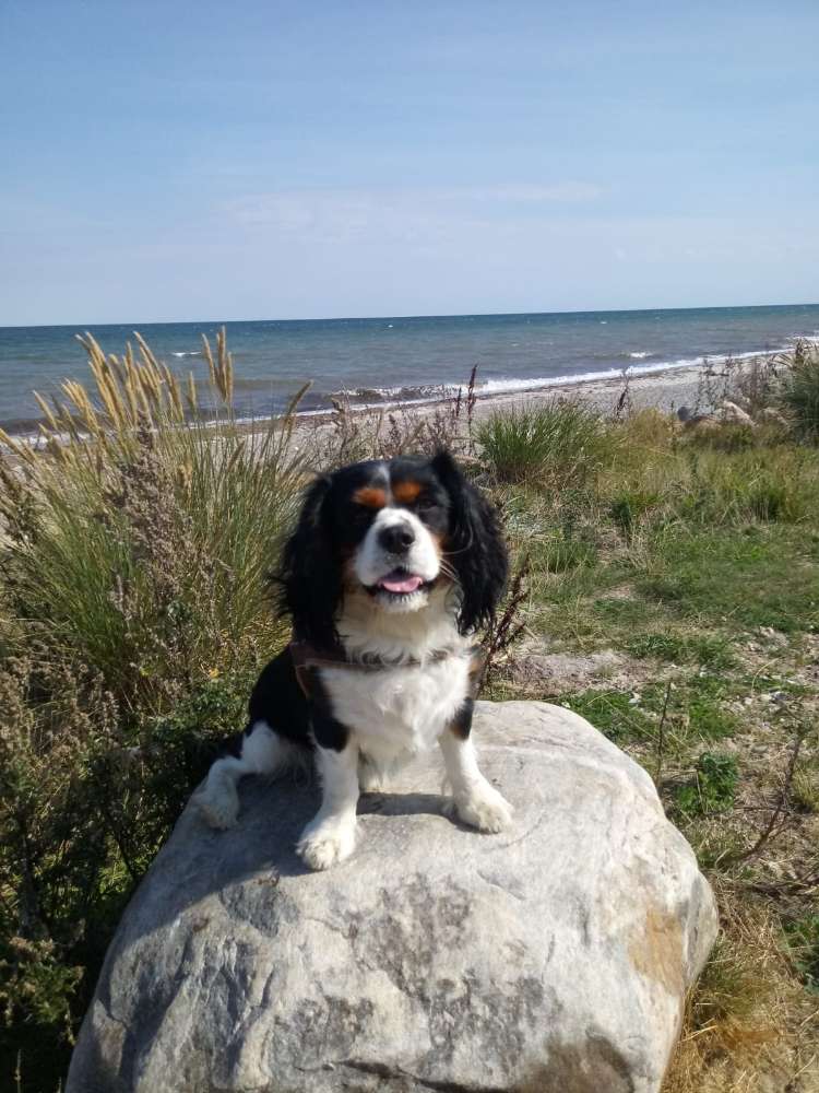 Hundetreffen-Spazieren gehen-Profilbild