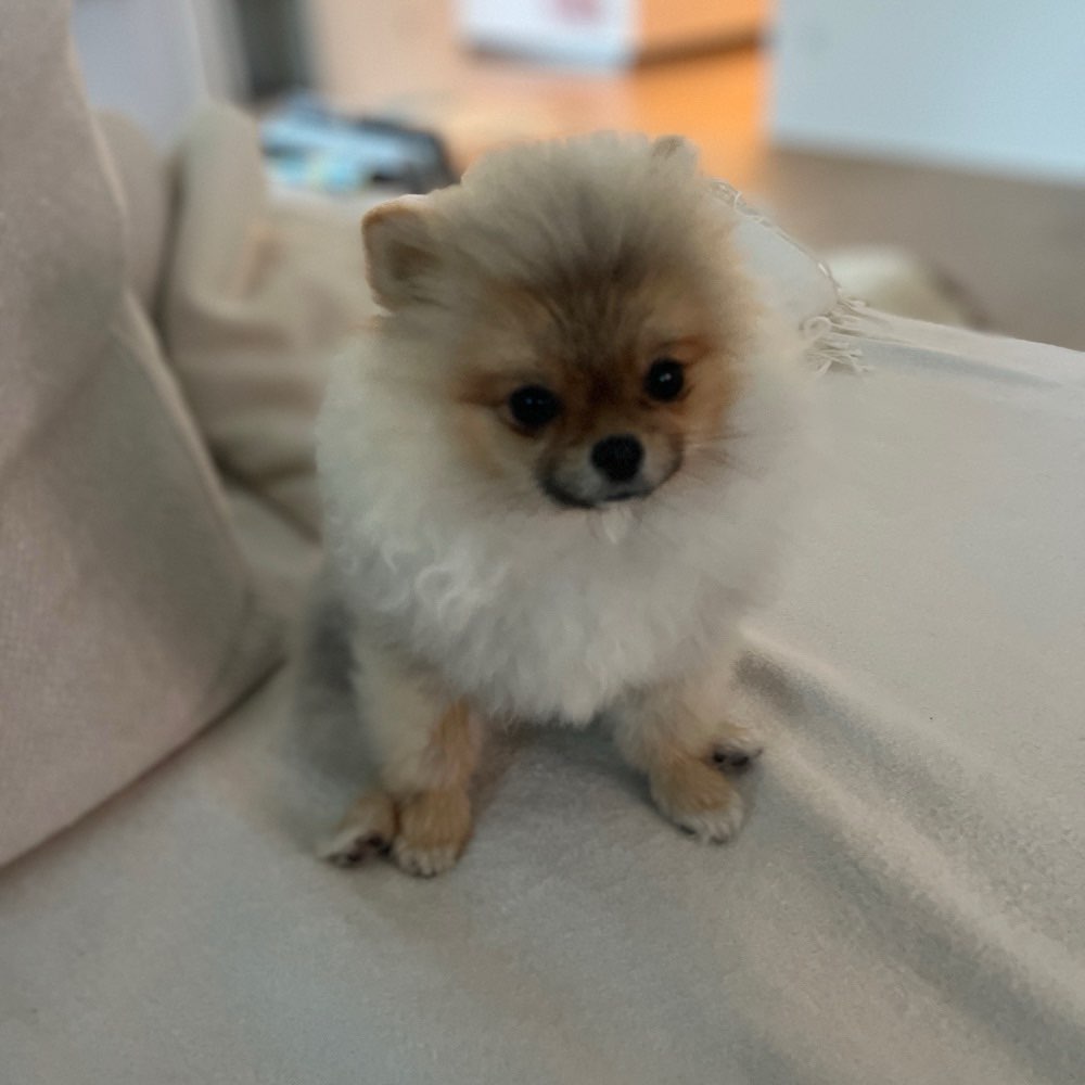 Hundetreffen-Spiel-Freunde unter 3 Kilo gesucht-Profilbild