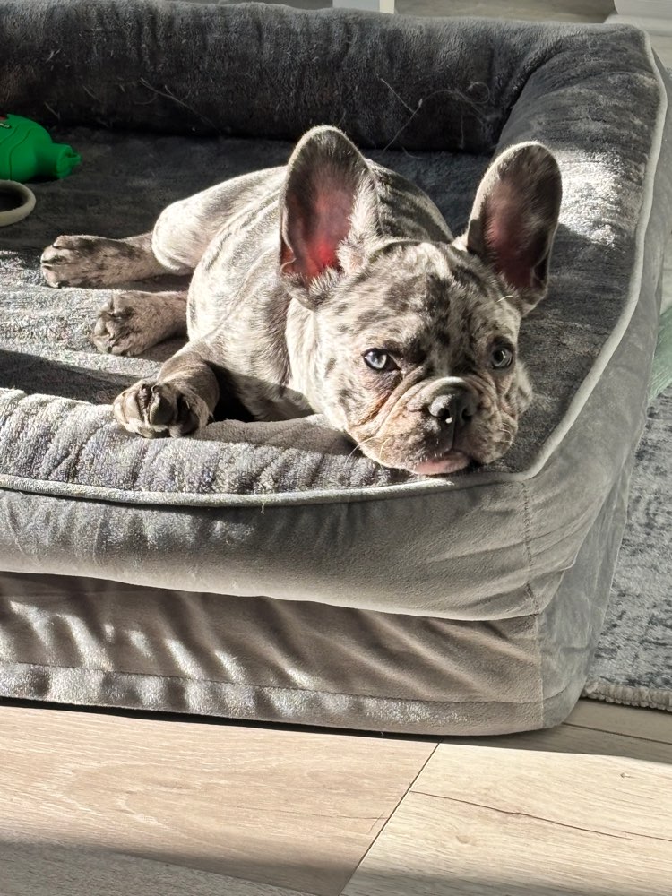 Hundetreffen-Welpentreffen/Spielen-Profilbild