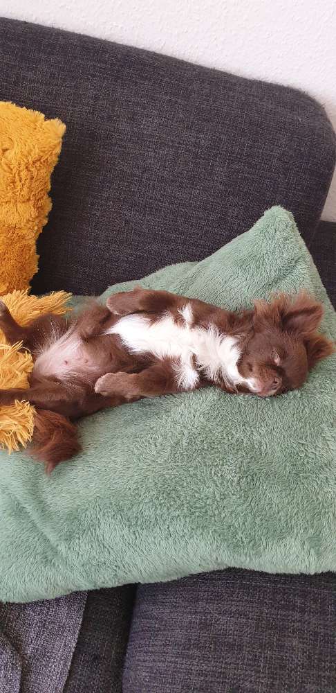 Hundetreffen-Gassirunde mit Anregung zum gemeinsamen Spielen-Profilbild