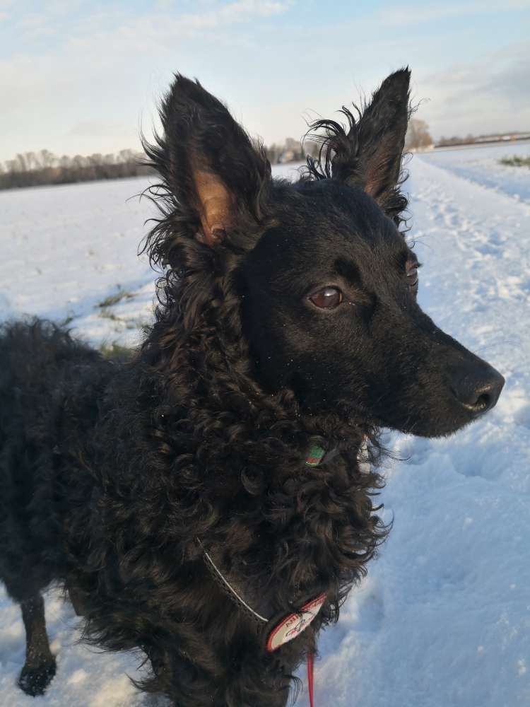 Hundetreffen-Gassi gehen und Spielpartner-Profilbild