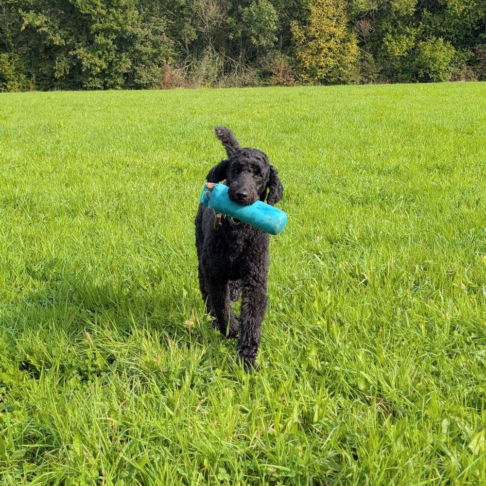 Hundetreffen-Dummy Trainingspartner-Profilbild