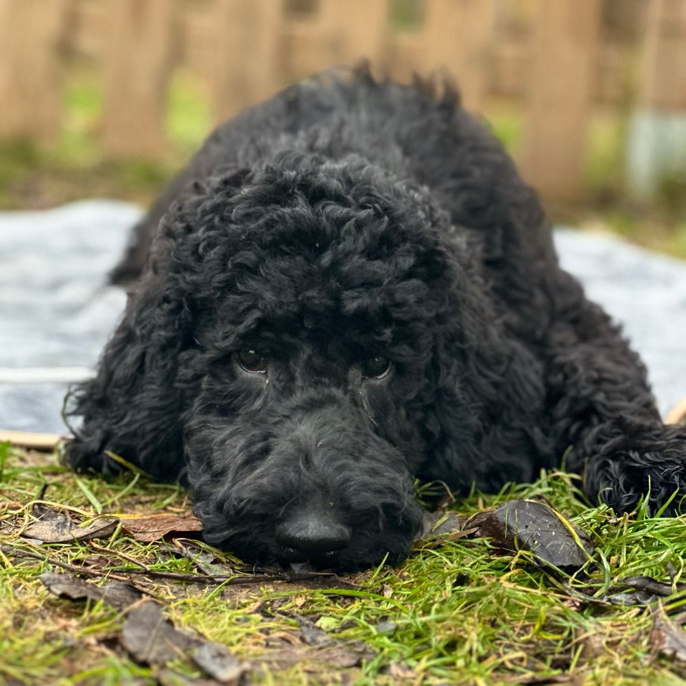 Hundetreffen-Zusammen an der Leine spazieren dann Freilauf-Profilbild
