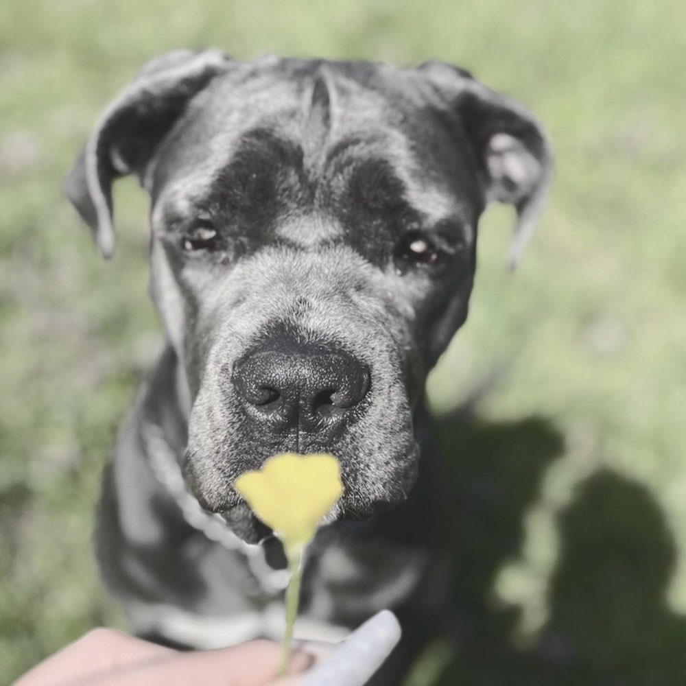 Hundetreffen-Suche Besten Freund 🐾-Profilbild