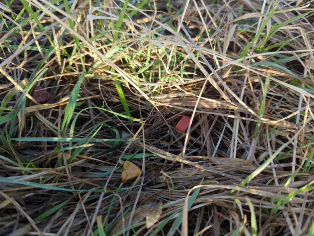 Giftköder-Ausgelegte Leckerlis-Profilbild