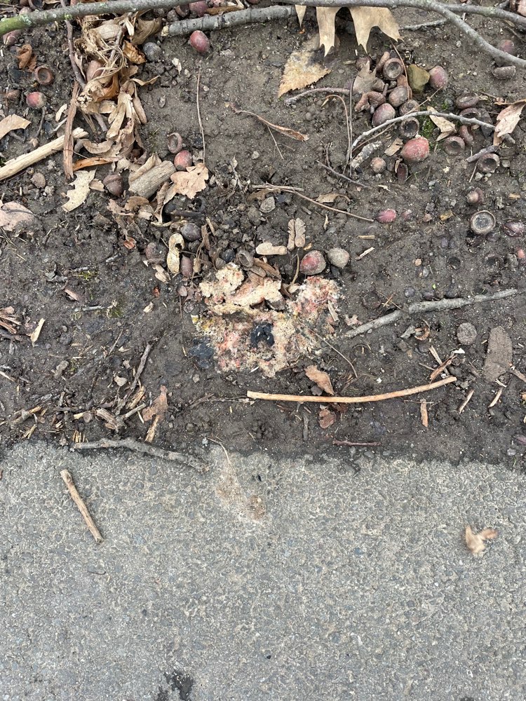 Giftköder-Verdächtige Essensreste-Profilbild