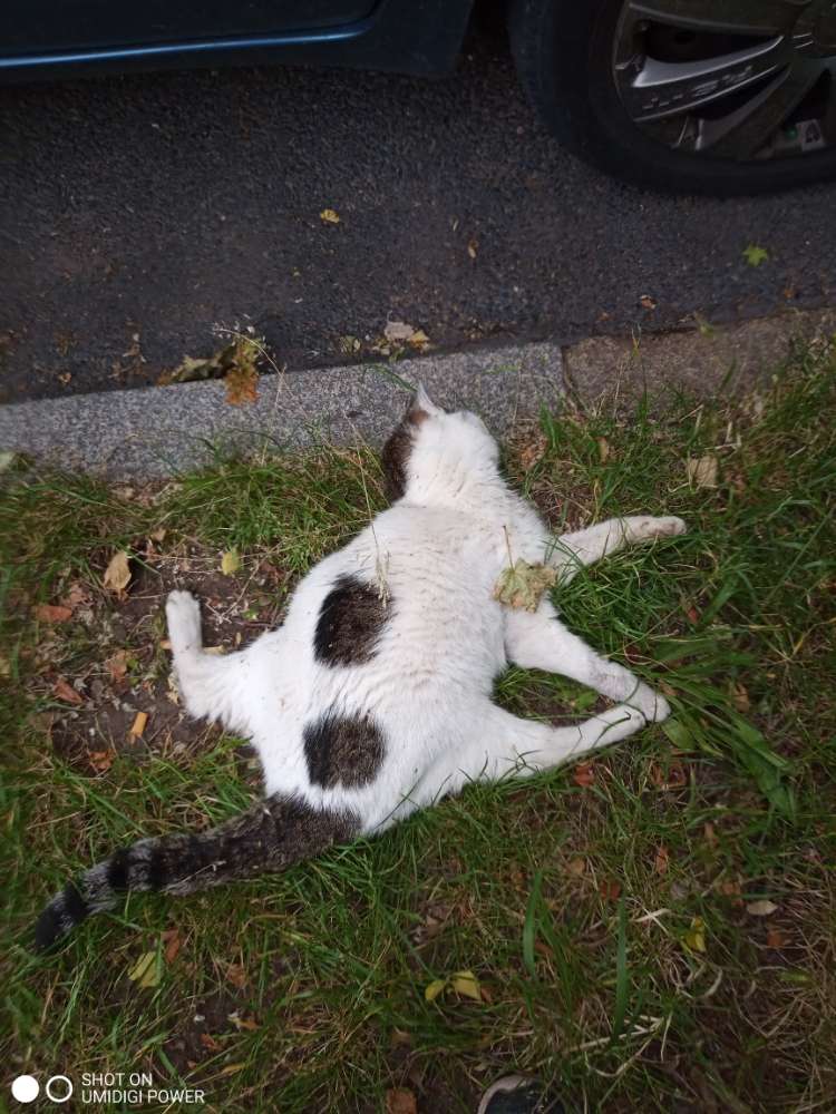 Giftköder-Katzenkadaver-Profilbild