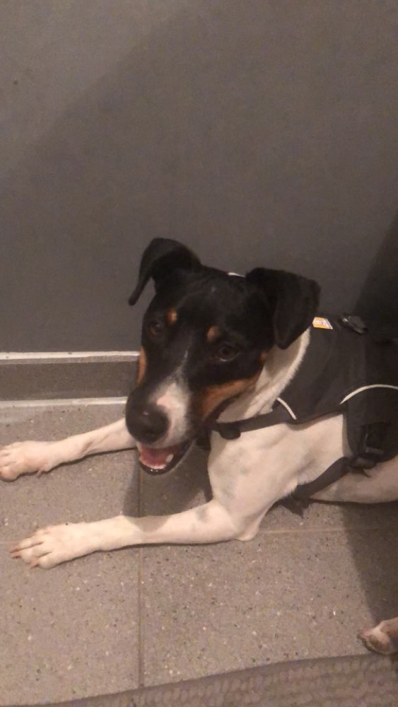 Hundetreffen-Herkulesberg-Profilbild