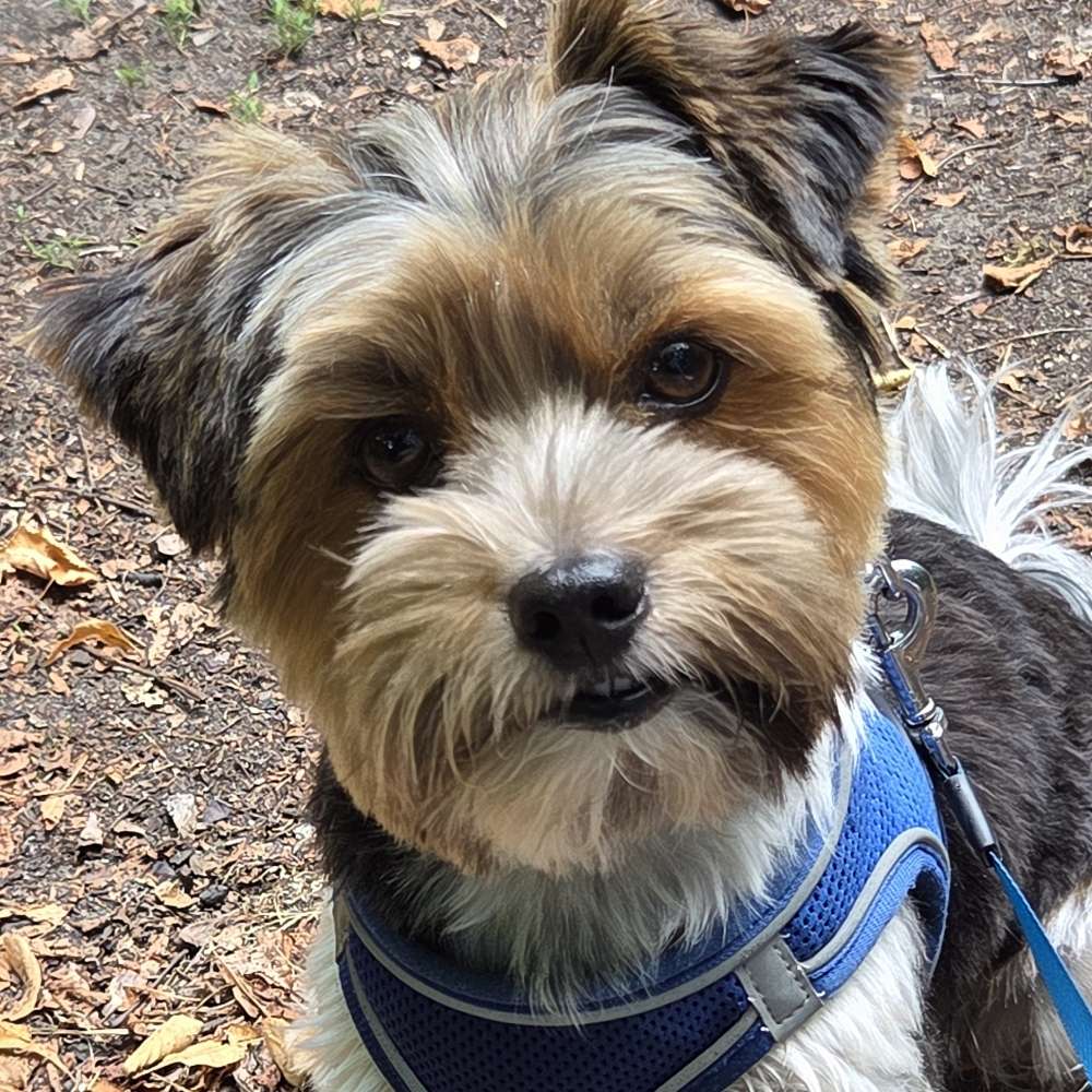 Hundetreffen-Spielen-Profilbild