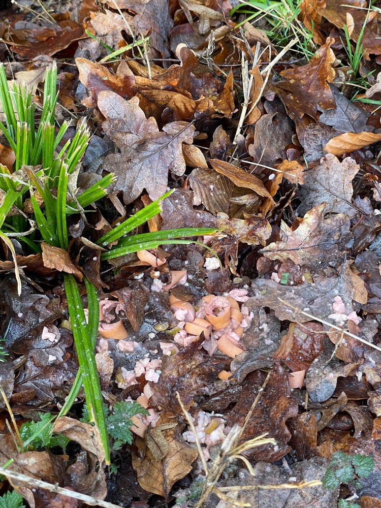 Giftköder-Würstchen und Speck am Wegrand-Profilbild