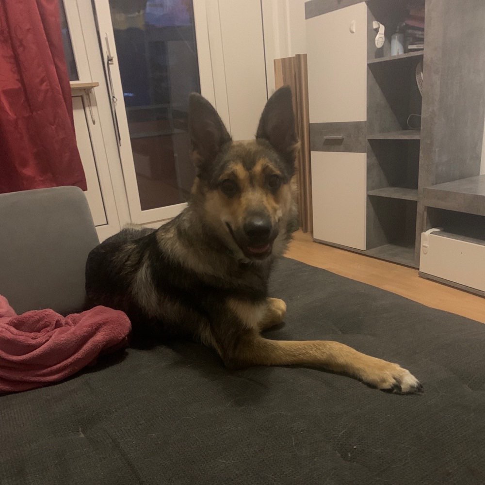 Hundetreffen-Treffen um zu toben-Profilbild