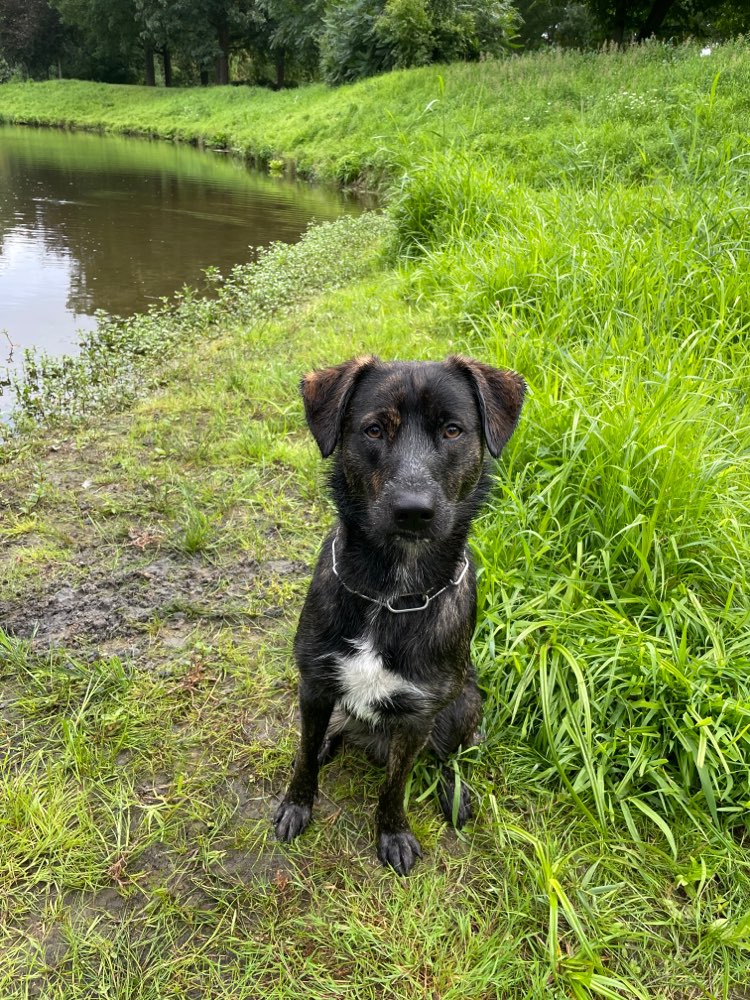 Hundetreffen-Gassirunde im Ruenberg-Profilbild