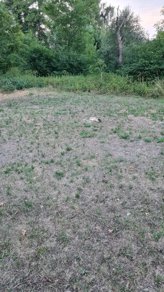 Giftköder-Totes Kaninchen-Profilbild