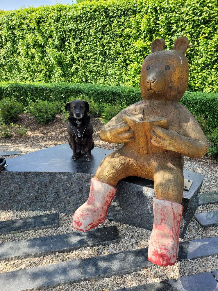 Hundetreffen-Gassirunde mit ruhigeren Hunden-Profilbild