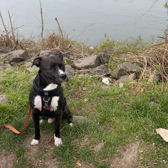 Hundetreffen-Gassirunde mit Spiel- und gerne auch Trainingseinheiten-Profilbild