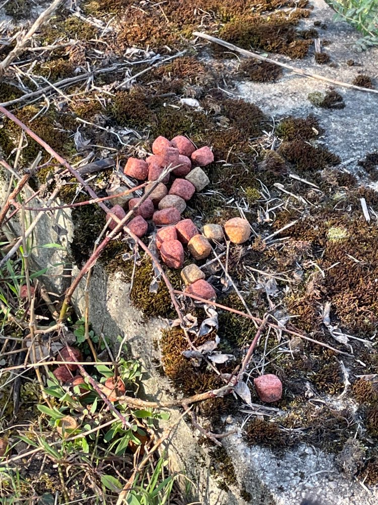 Giftköder-Evtl. Giftköder?!-Profilbild