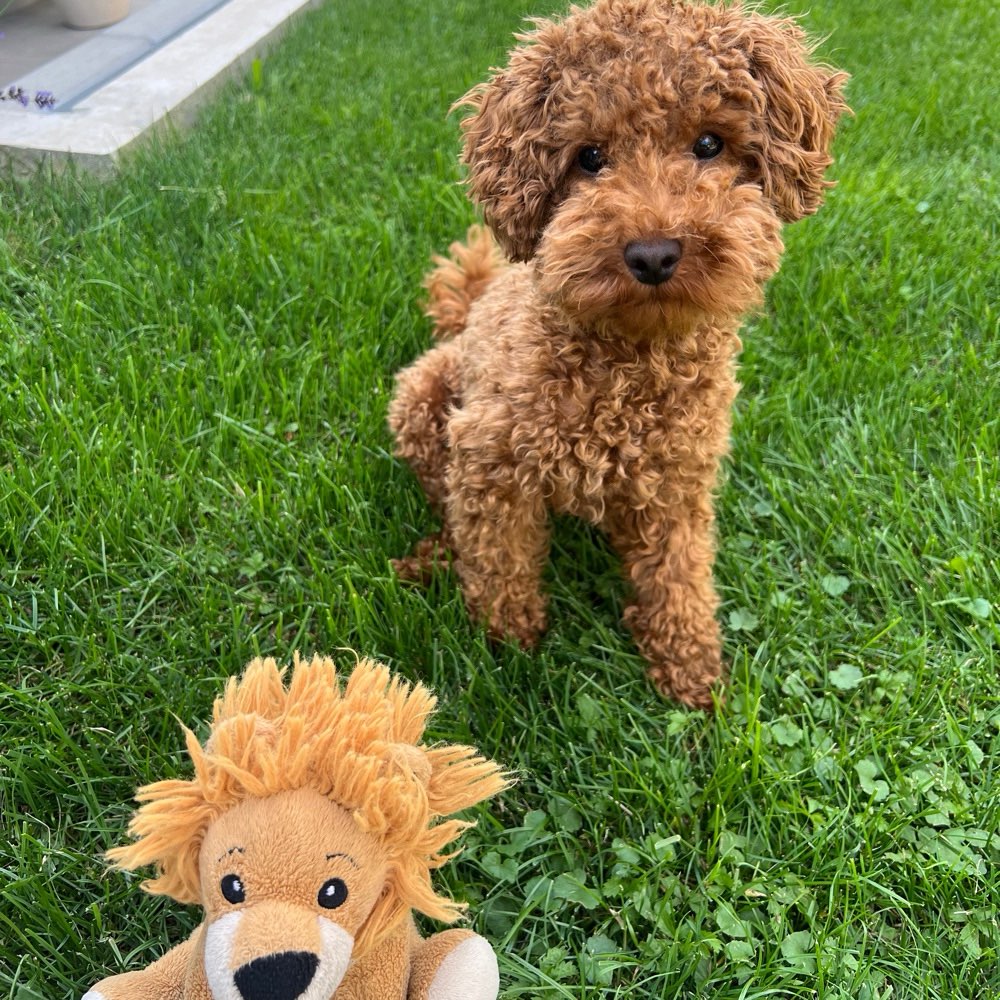 Hundetreffen-Play Date für kleinere Hunde ☺️-Profilbild