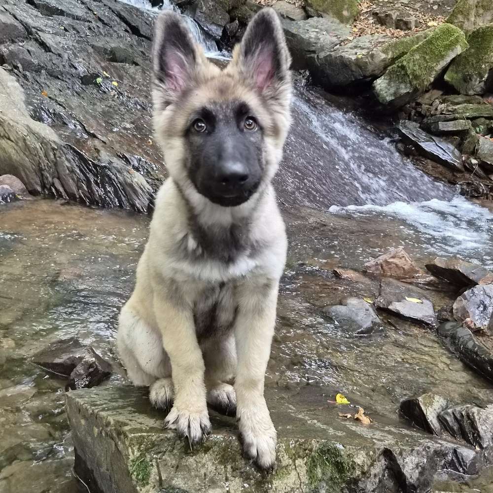 Hundetreffen-Spazieren und spielen-Profilbild