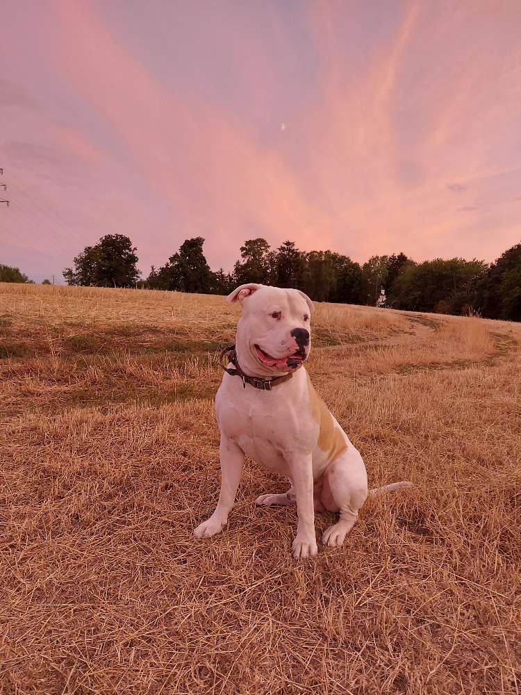 Hundetreffen-Spielkamerad gesucht-Profilbild
