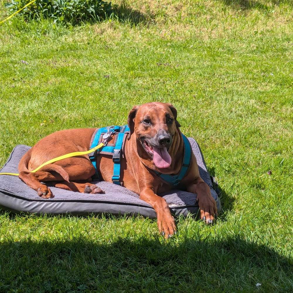 Hundetreffen-Treffen für Spiel- und Spazierrunden gesucht-Profilbild