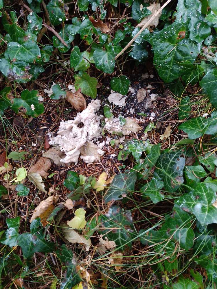 Giftköder-Evtl Giftköder-Profilbild