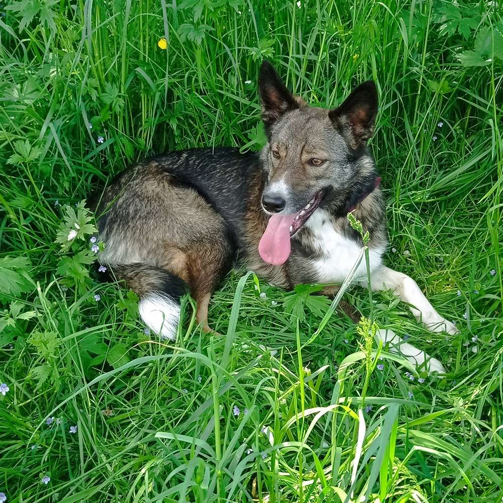 Hundetreffen-Gassirunde-Profilbild