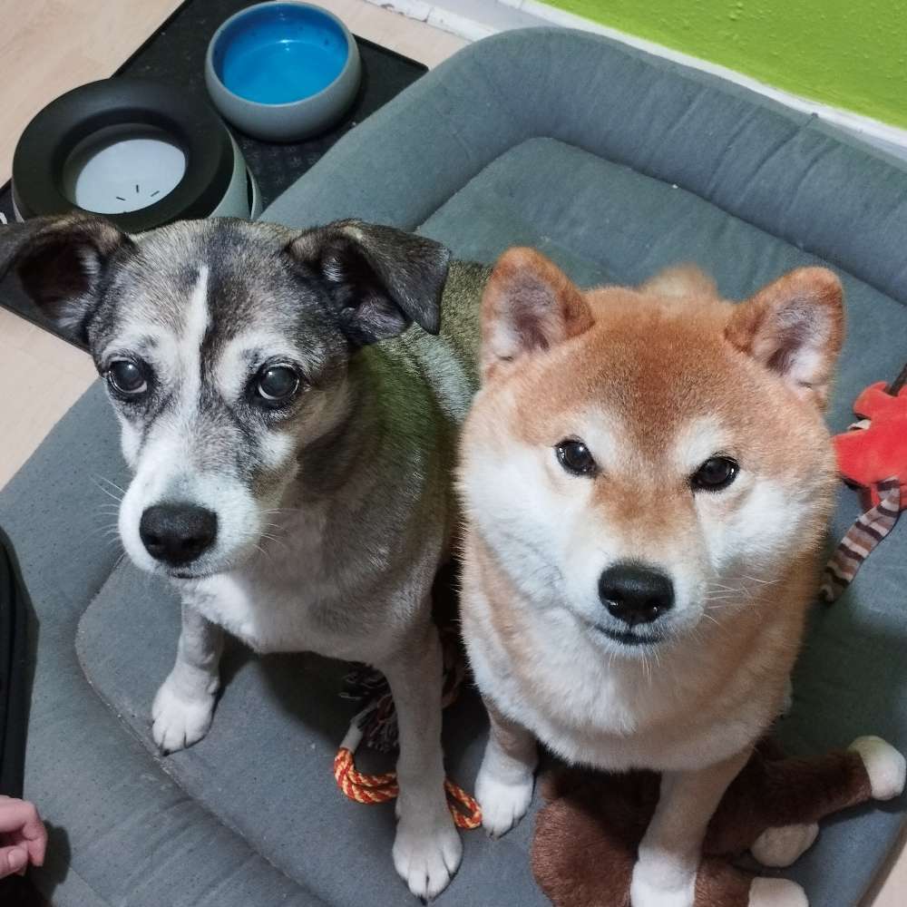 Hundetreffen-Gassirunde-Profilbild