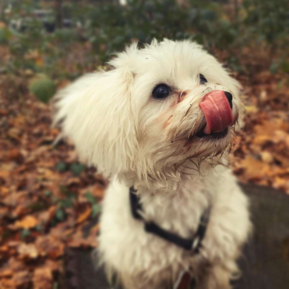 Hundetreffen-Ründchen mit Hündchen (Kinderhaus)-Profilbild