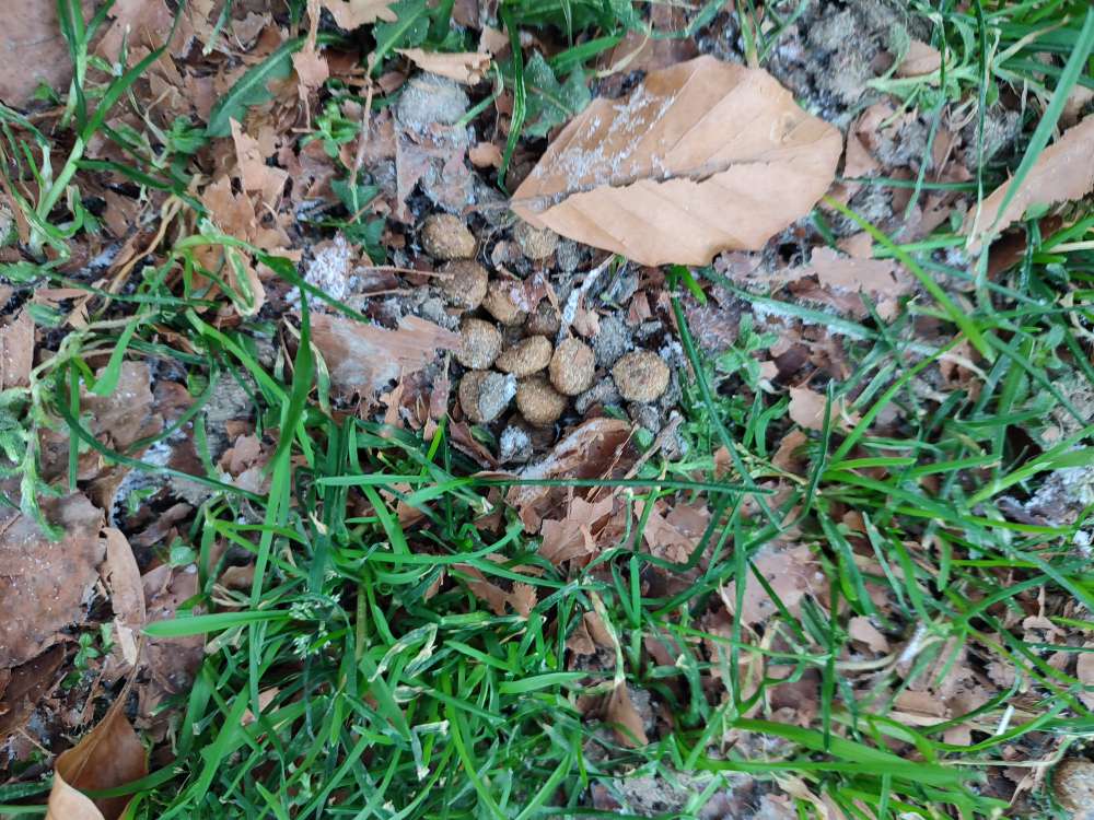 Giftköder-Knochen, Futter- Gift?-Profilbild