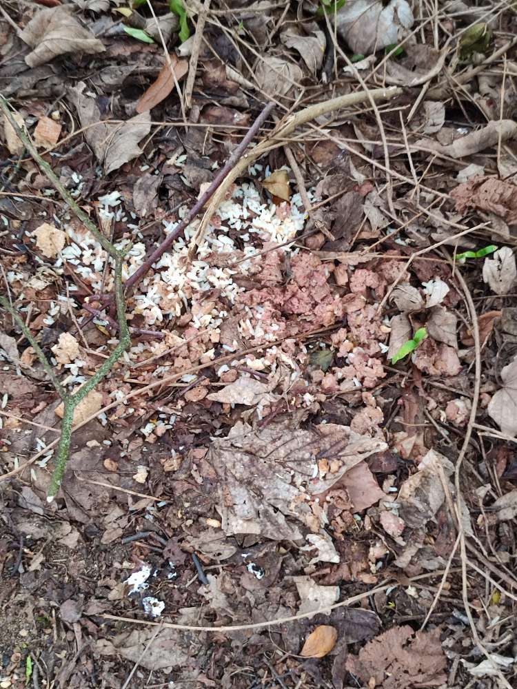 Giftköder-Hundefutter Reis Brot Unterrath Gebüsch-Profilbild