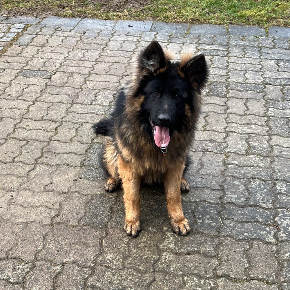 Hundetreffen-Spazieren gehen-Profilbild