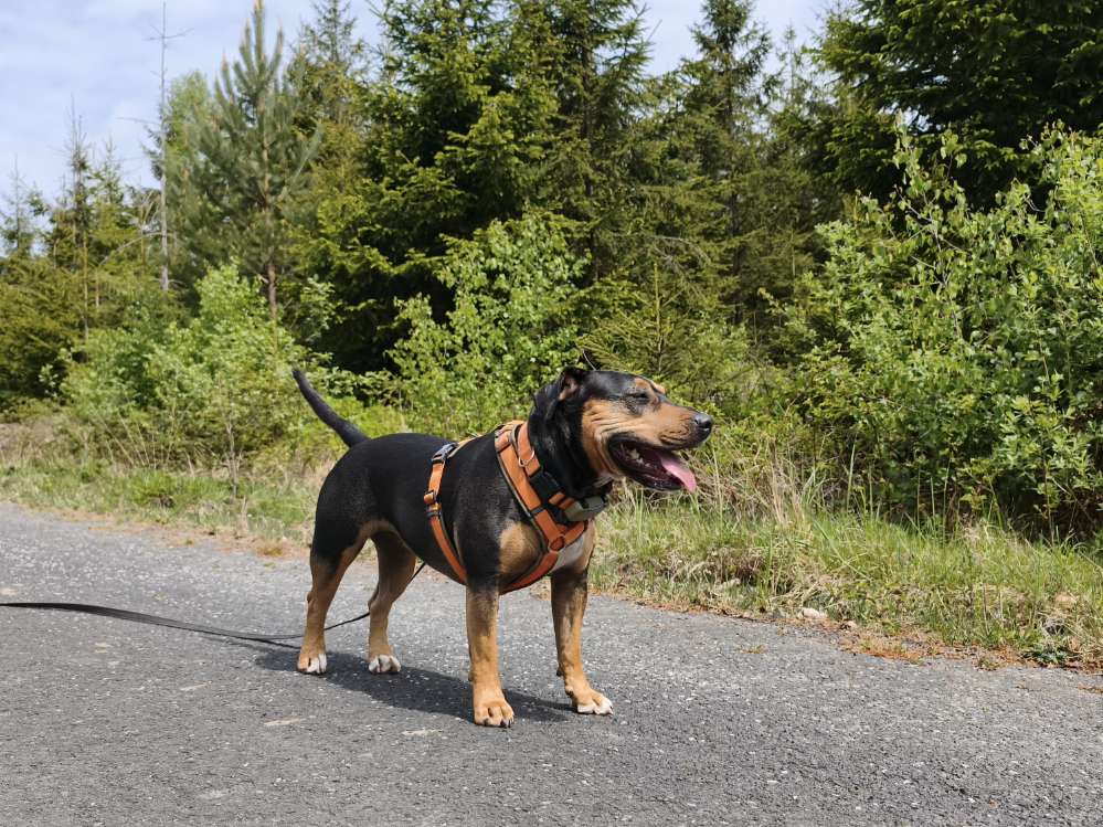 Hundetreffen-Gute Kommunikation-Profilbild