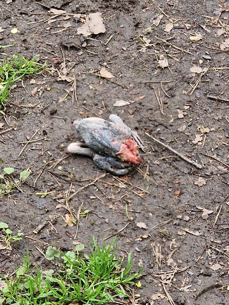 Giftköder-Tierkadaver an der Wasserstelle.-Profilbild