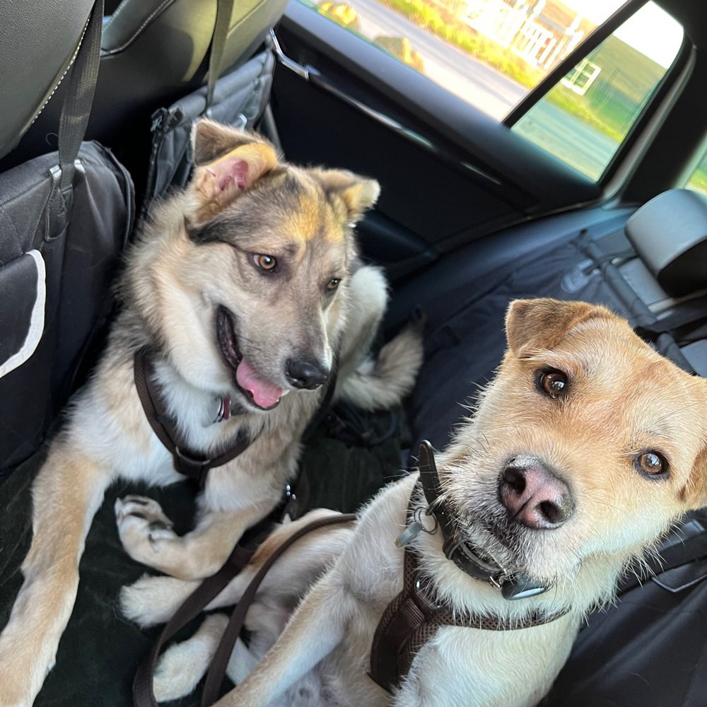 Hundetreffen-Auspowern, toben & lachen-Profilbild
