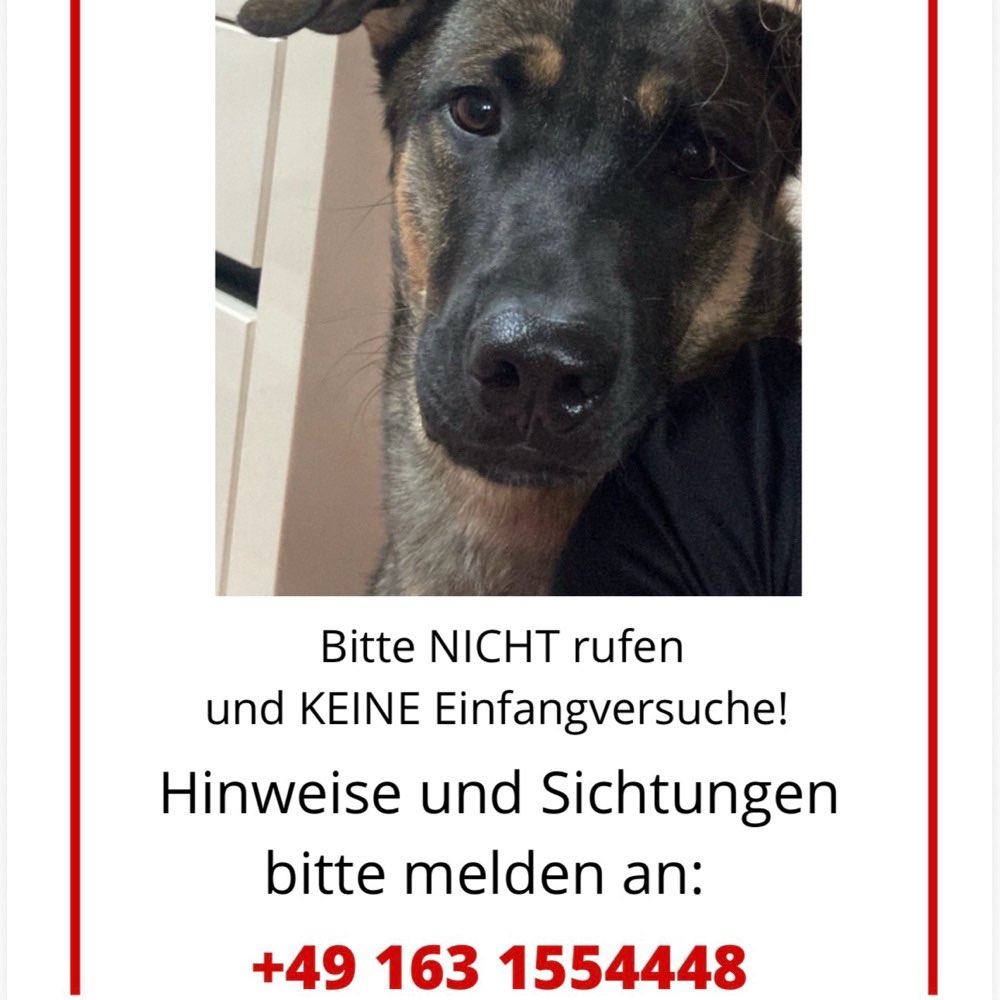 Suchmeldung-Bruno-Profilbild