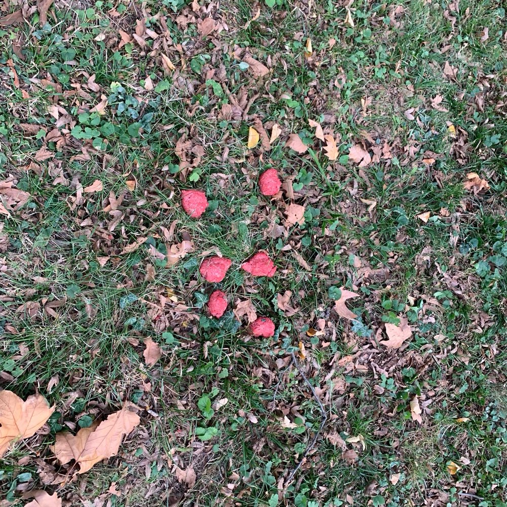 Giftköder-Hackfleischbällchen-Profilbild