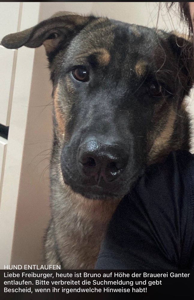 Suchmeldung-Bruno-Profilbild