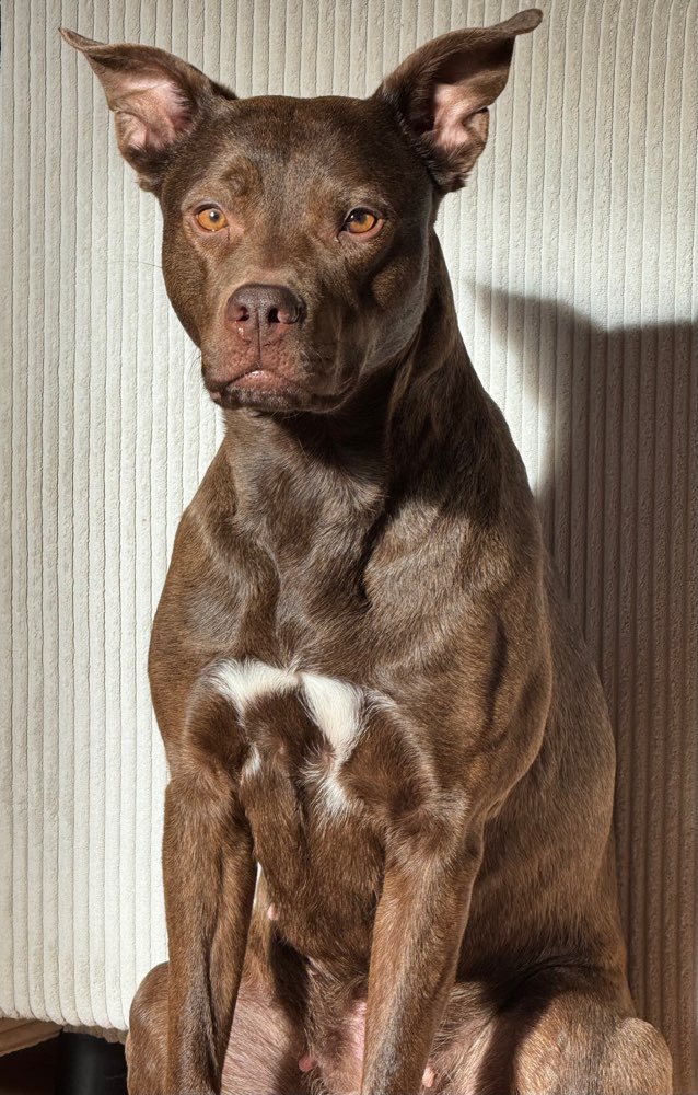Hundetreffen-Spiel Freund gesucht-Profilbild