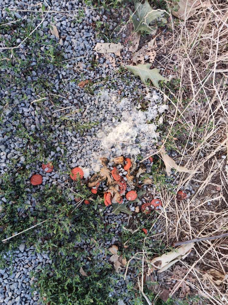 Giftköder-Essen mit Pulver im Gras-Profilbild