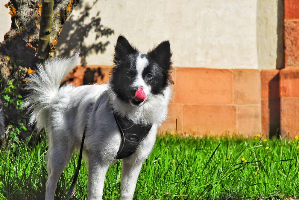 Hundetreffen-Welpentreffen-Profilbild
