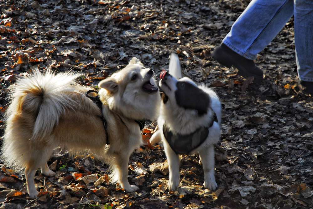 Hundetreffen-Hundetreffen Klein/Mittel in Gelnhausen-Profilbild