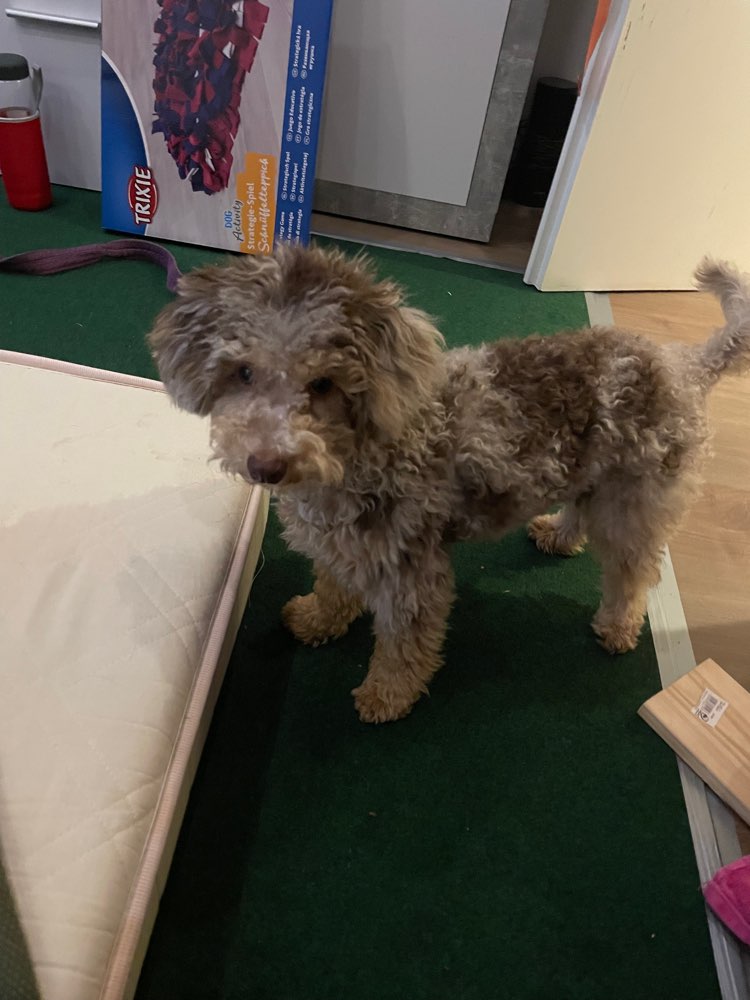 Hundetreffen-Junghundtreffen-Profilbild