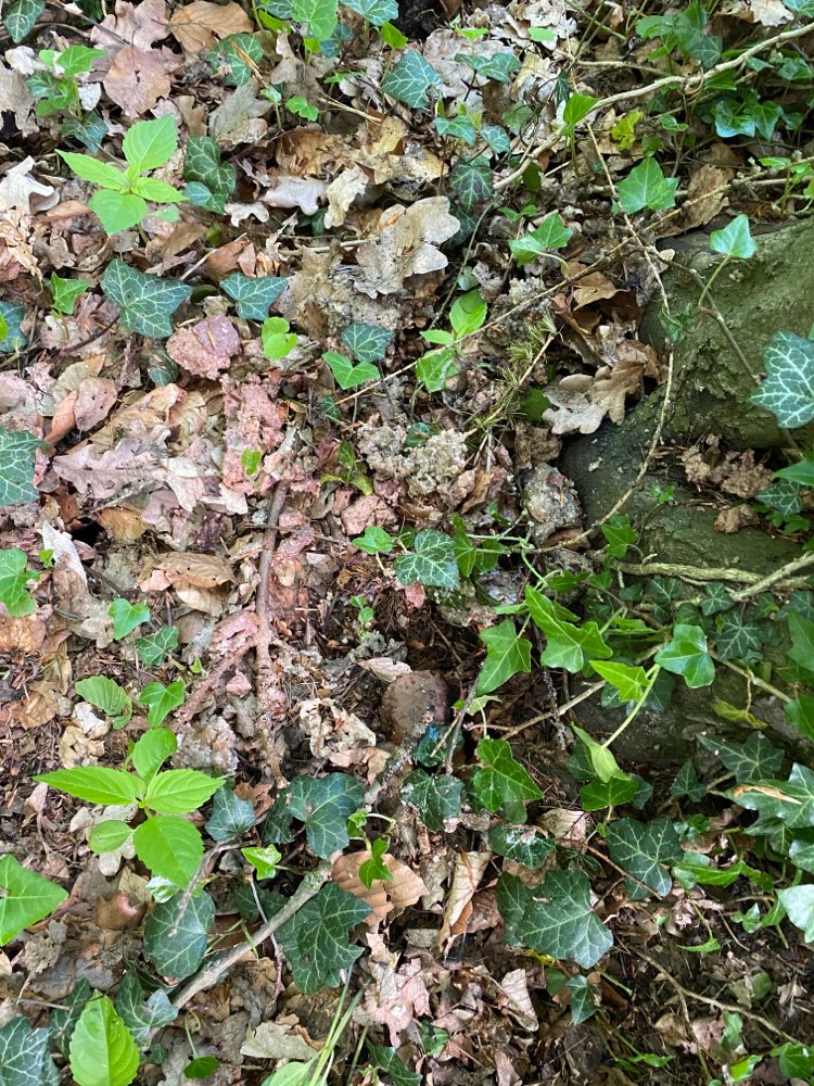 Giftköder-Vermutlich Giftköder-Profilbild