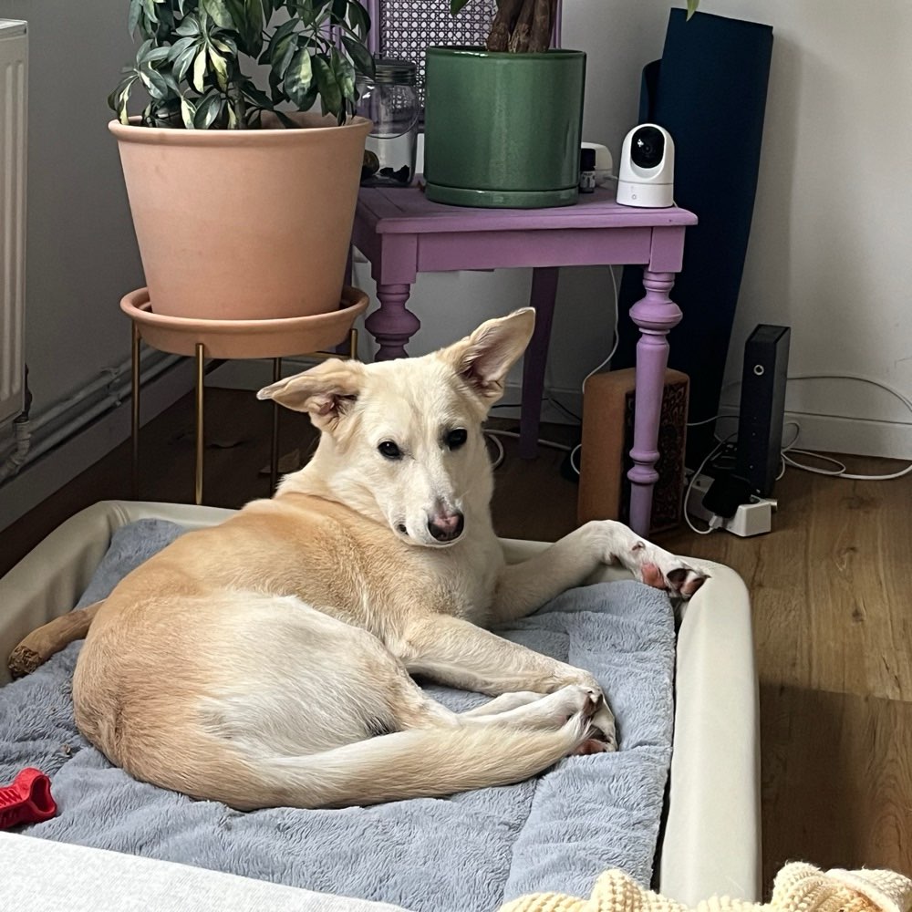 Hundetreffen-Hundefreunde gesucht-Profilbild
